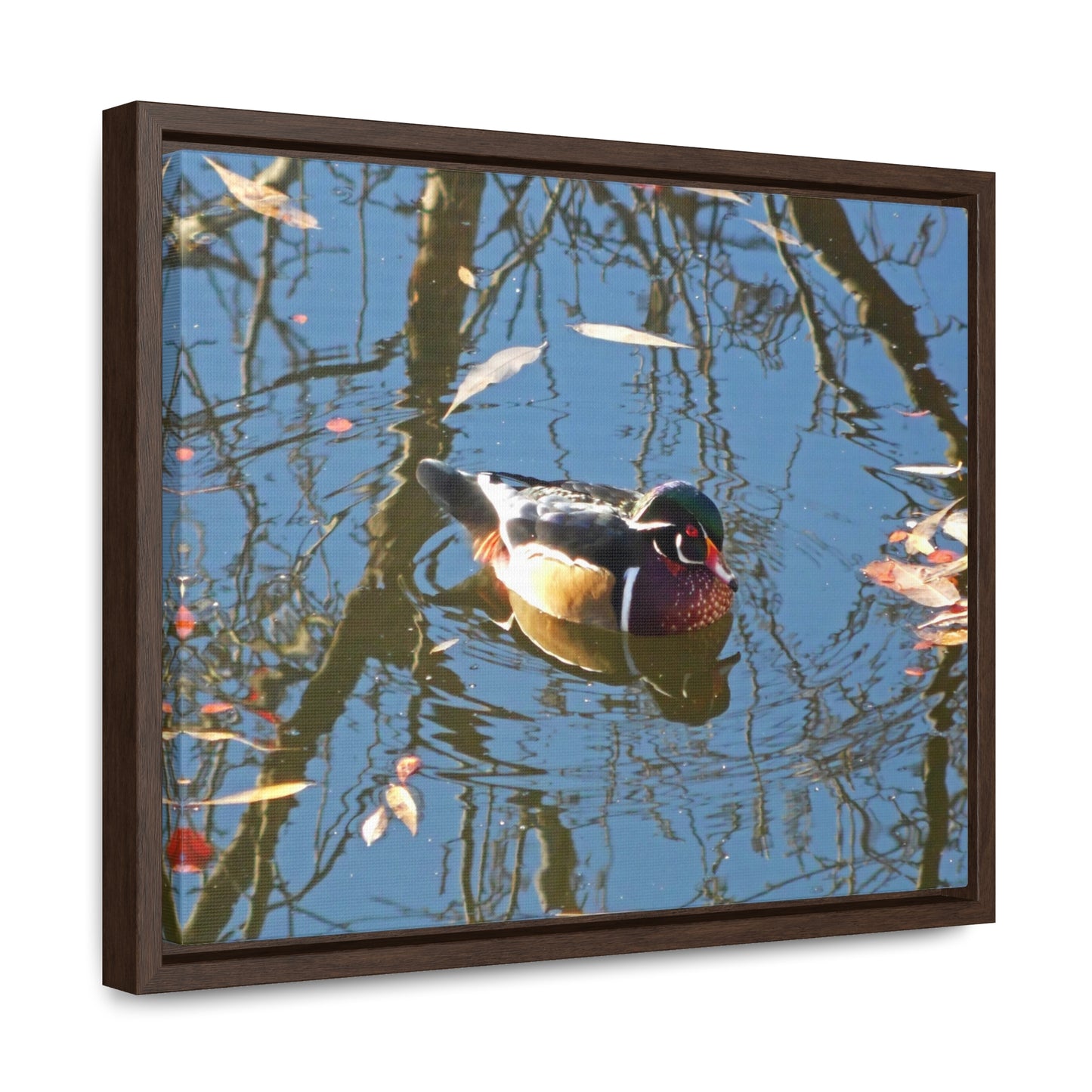 Reflections Wood Duck Gallery Canvas Wraps Framed