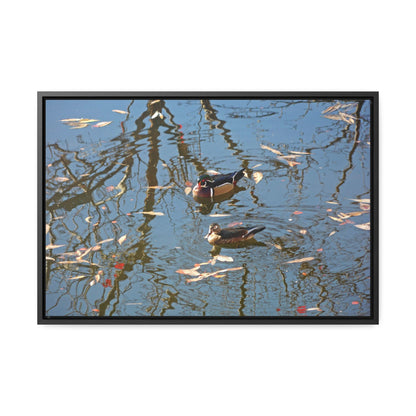 Wood Duck Couple Gallery Canvas Wraps Framed