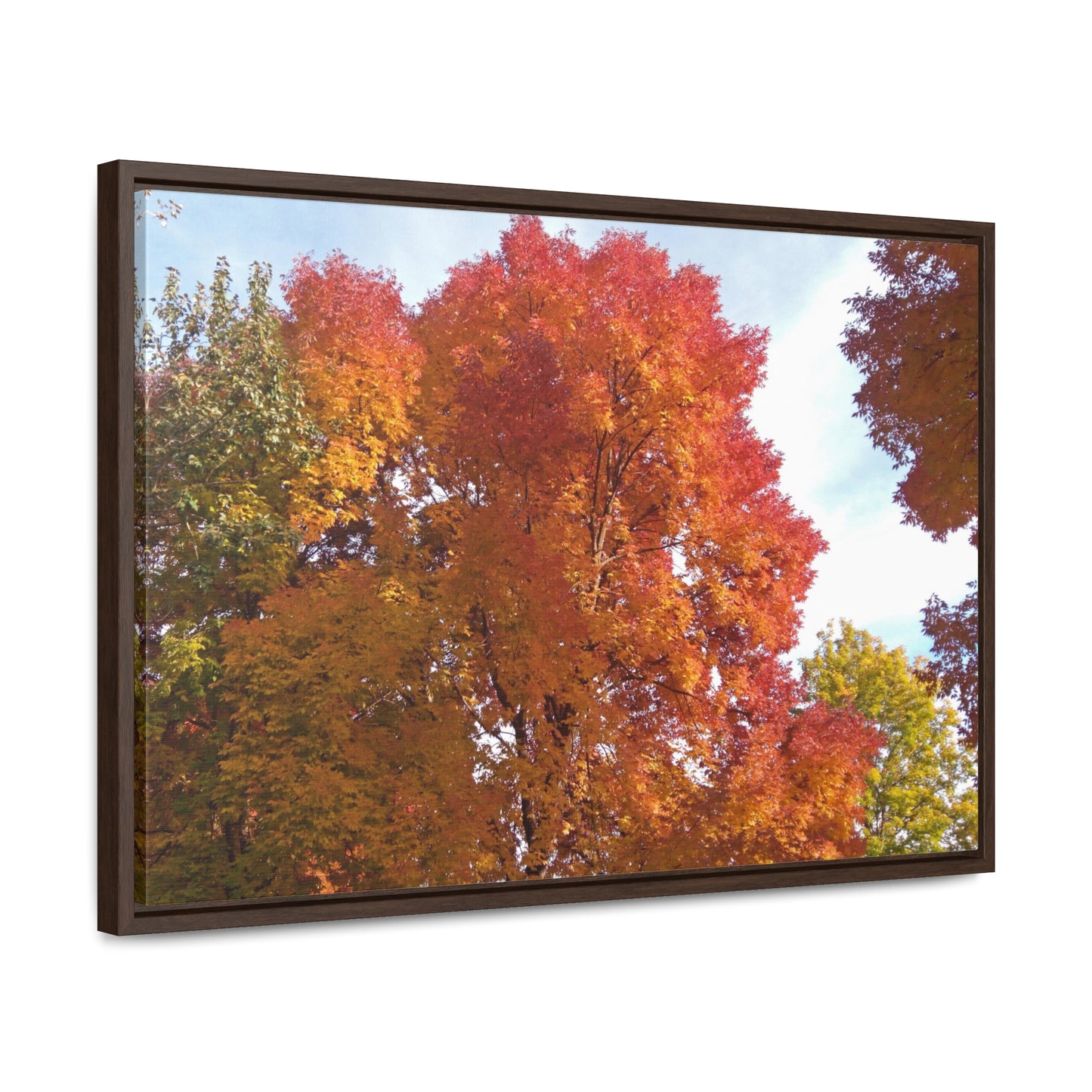 Autumn Radiance Gallery Canvas Wraps Framed