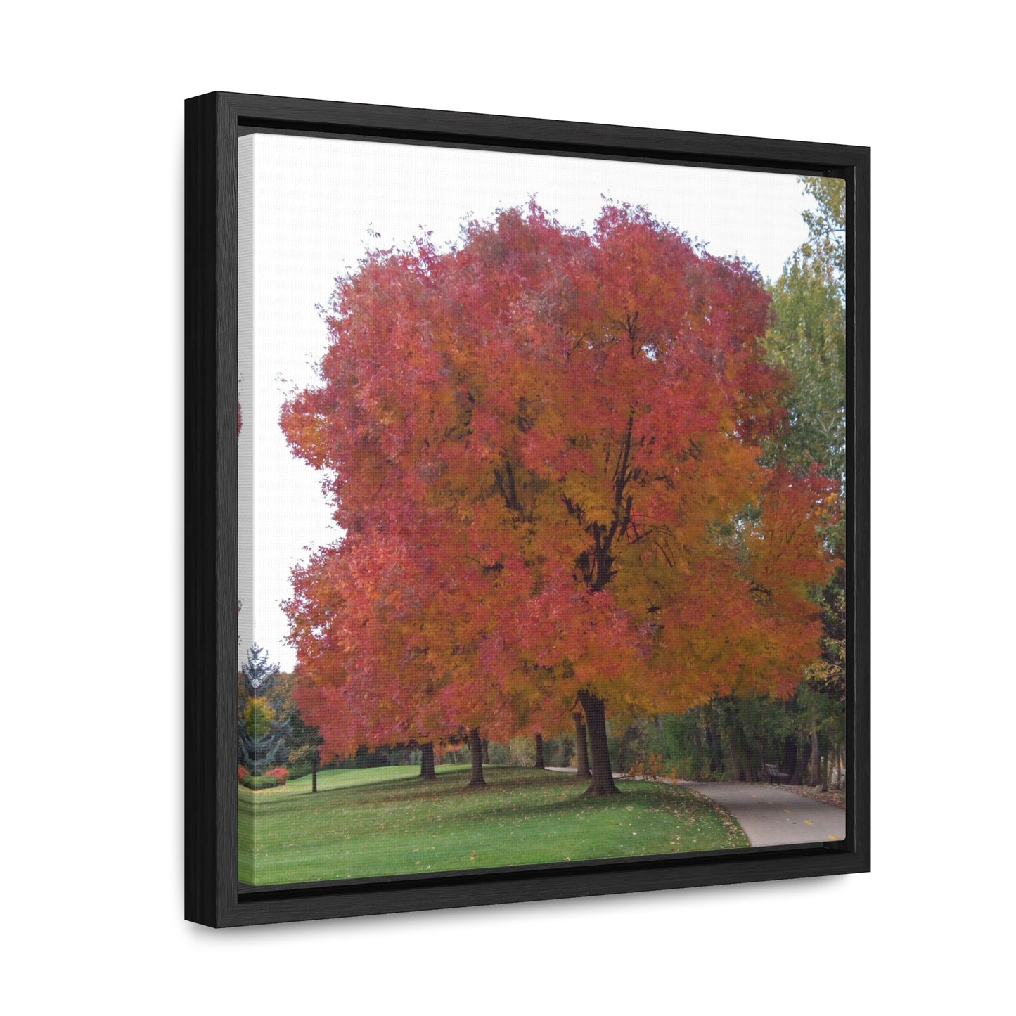 Autumn Tree Mid Fall Gallery Canvas Wrap Square Framed