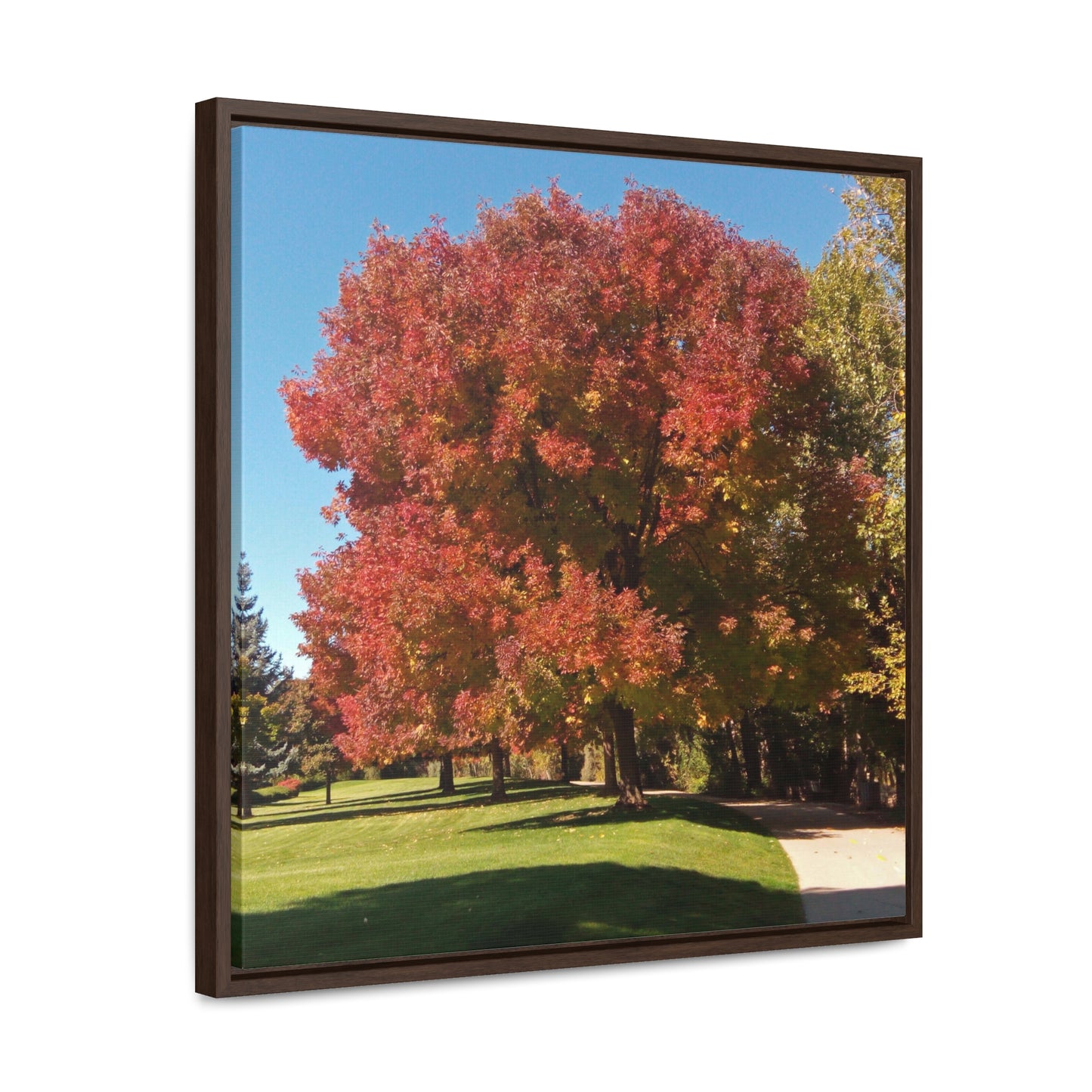 Autumn Tree Early Fall Gallery Canvas Wraps, Square Framed