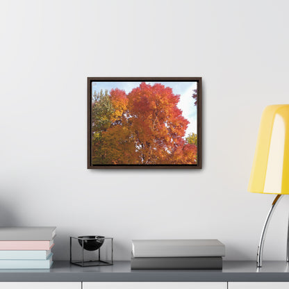 Autumn Radiance Gallery Canvas Wraps Framed