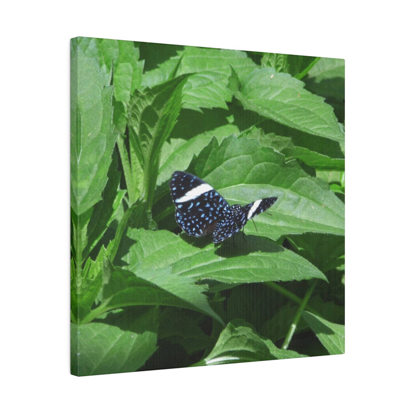 Sapphire Butterfly Square Matte Canvas