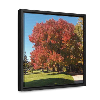 Autumn Tree Early Fall Gallery Canvas Wraps, Square Framed