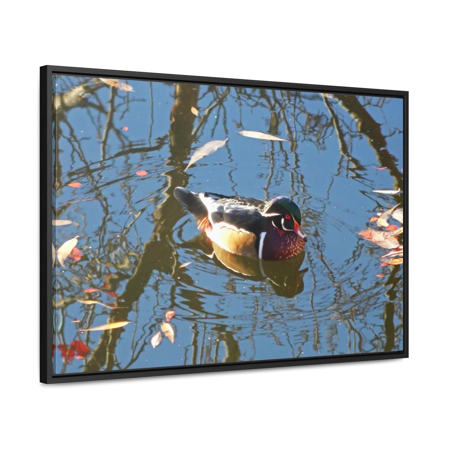 Reflections Wood Duck Gallery Canvas Wraps Framed