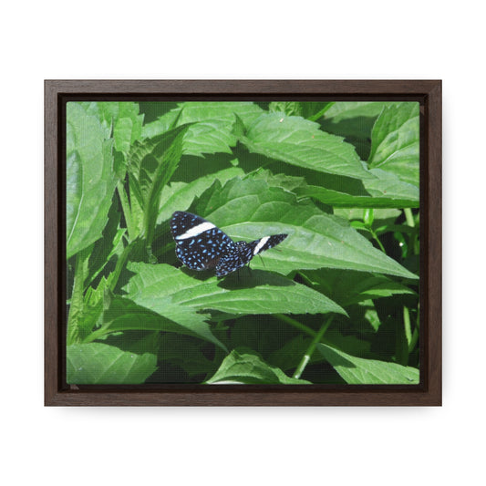 Sapphire Butterfly Gallery Canvas Wraps Framed