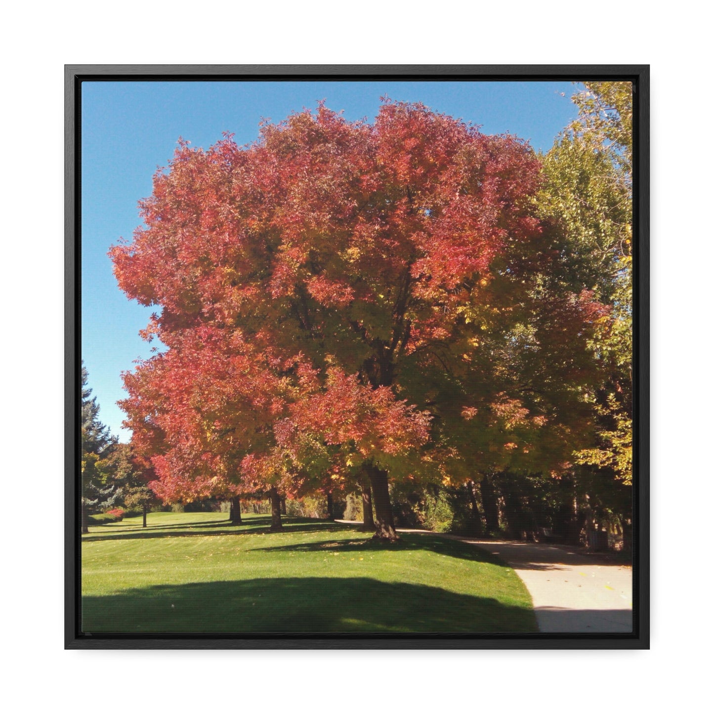 Autumn Tree Early Fall Gallery Canvas Wraps, Square Framed