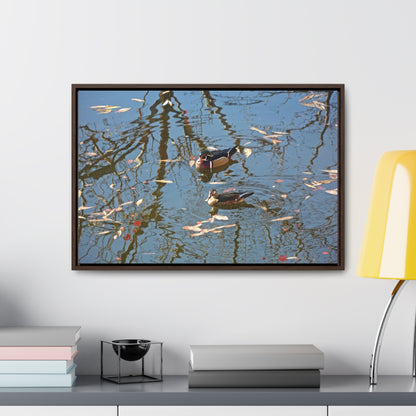 Wood Duck Couple Gallery Canvas Wraps Framed