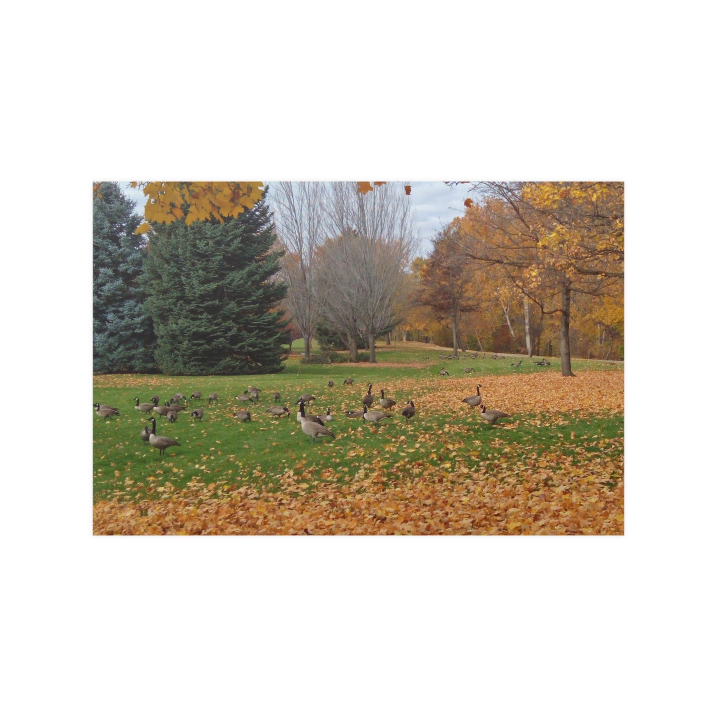 Autumn Geese Satin Posters