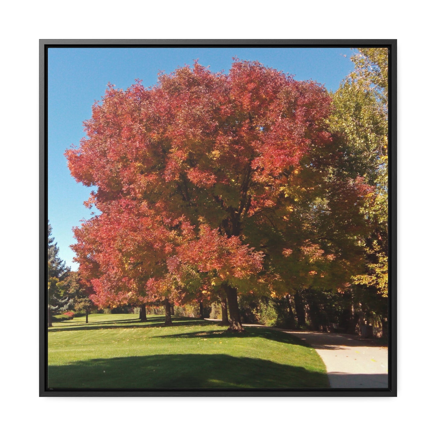 Autumn Tree Early Fall Gallery Canvas Wraps, Square Framed