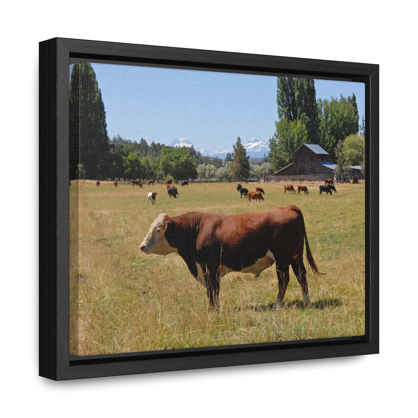 King Of The Pasture Gallery Canvas Wraps Framed