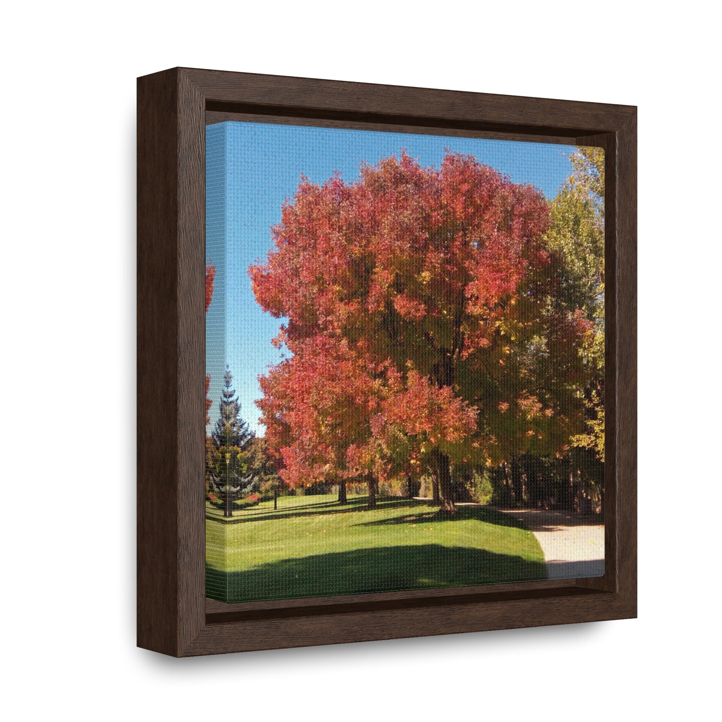 Autumn Tree Early Fall Gallery Canvas Wraps, Square Framed