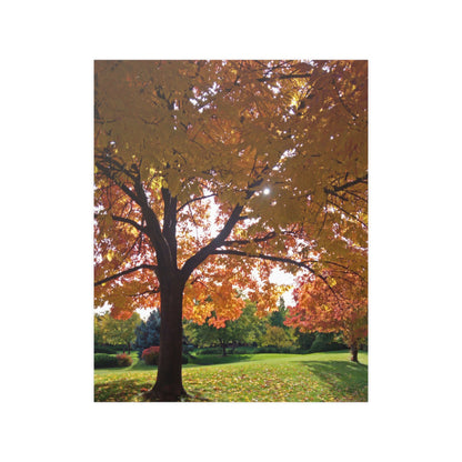 Autumn Canopy Satin Posters