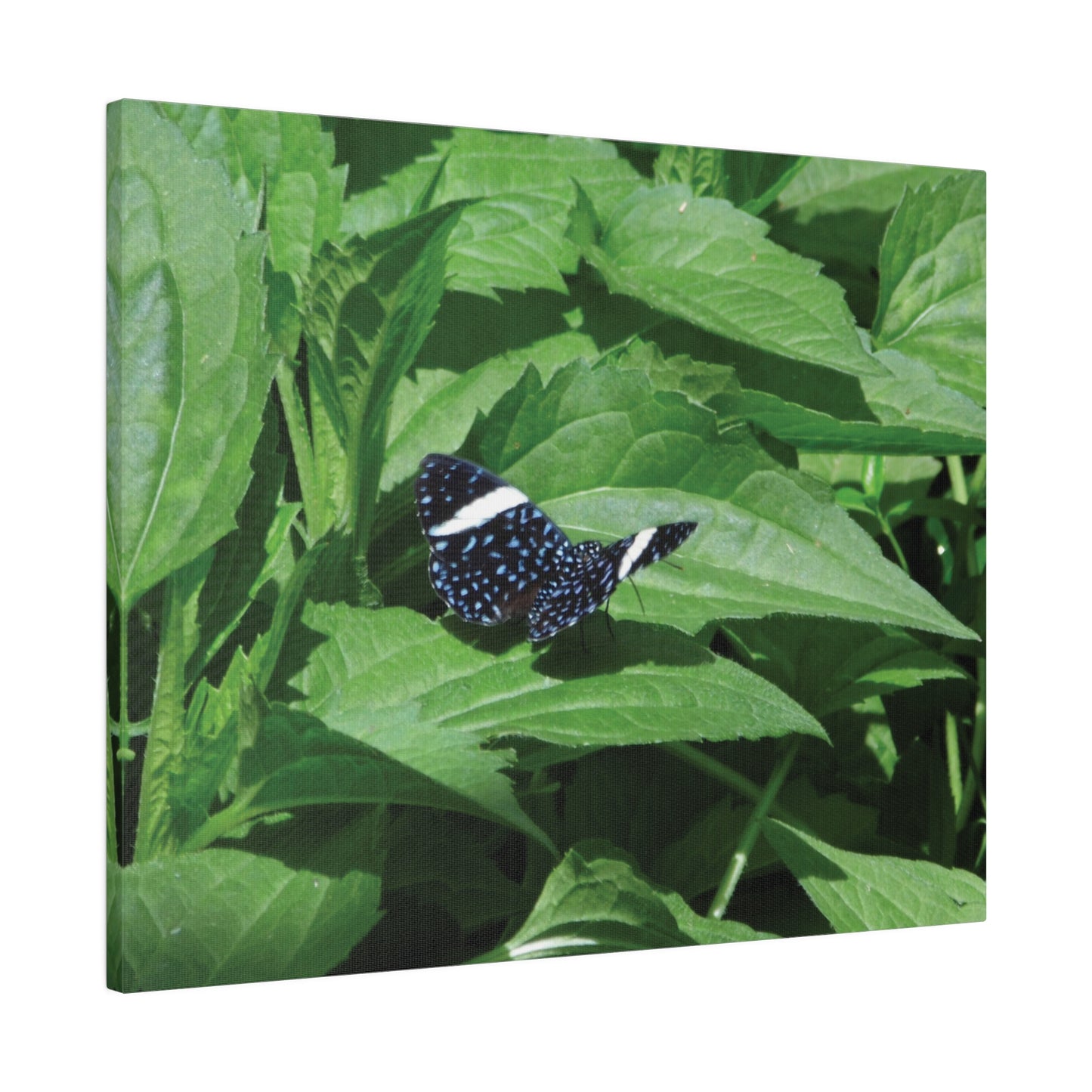 Sapphire Butterfly Matte Canvas